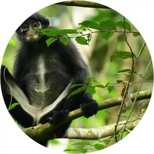 Raffles' banded langur