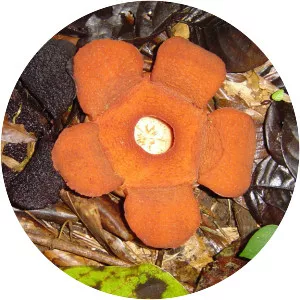 Rafflesia aurantia