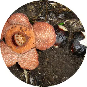 Rafflesia baletei
