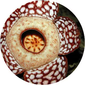 Rafflesia cantleyi - Plants