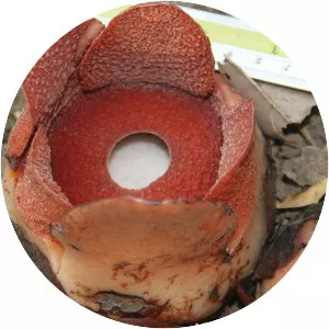 Rafflesia consueloae
