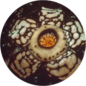 Rafflesia hasseltii