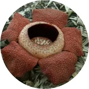 Rafflesia keithii