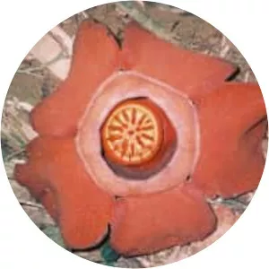 Rafflesia kerrii - Plants
