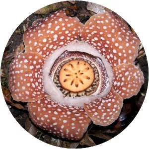 Rafflesia lobata