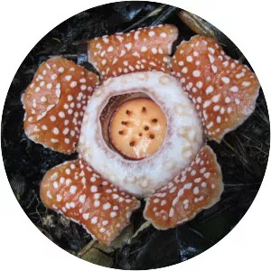 Rafflesia manillana - Plants