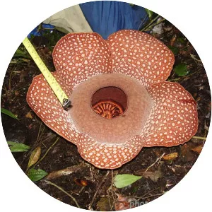 Rafflesia mira