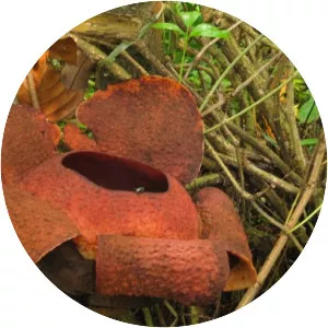 Rafflesia patma - Plants