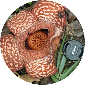 Rafflesia philippensis