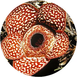 Rafflesia pricei