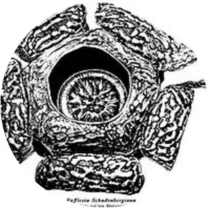 Rafflesia schadenbergiana
