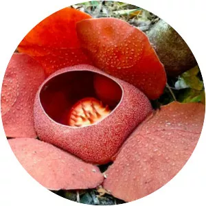 Rafflesia speciosa