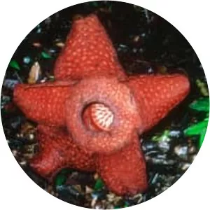 Rafflesia tuan-mudae