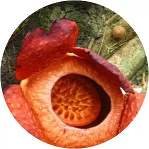 Rafflesiaceae - Plants