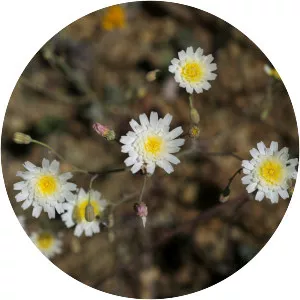 Rafinesquia californica - Plants