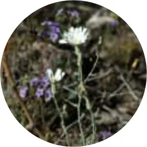 Rafinesquia neomexicana