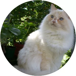 Ragamuffin cat
