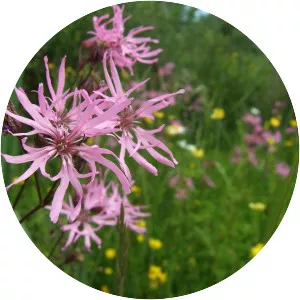 Ragged robin