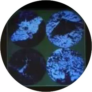 Raghavendra Gadagkar - Professor