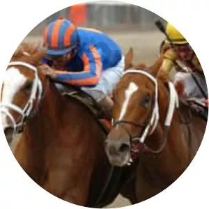 Rags to Riches - Horse