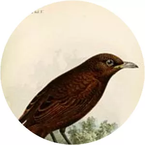 Raiatea starling