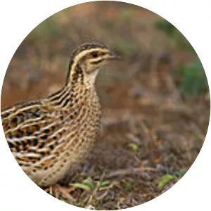Rain quail