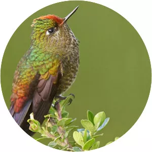Rainbow-bearded thornbill