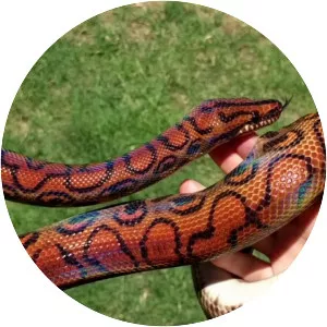 Rainbow boa - Reptile