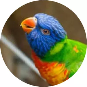 Rainbow lorikeet