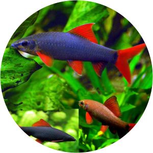 Rainbow shark - Fish