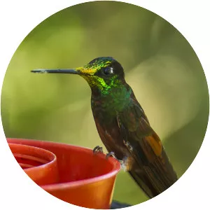 Rainbow starfrontlet