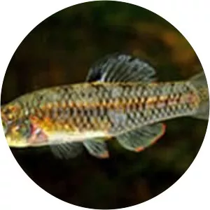 Rainwater killifish