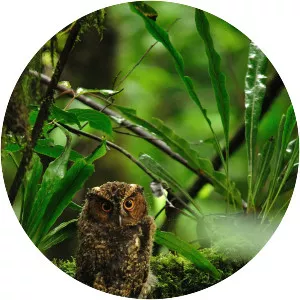 Rajah scops owl