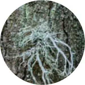 Ramalina