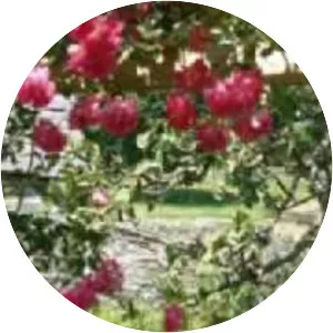 Rambling Rose - 1991 ‧ Drama/Historical period drama ‧ 1h 55m