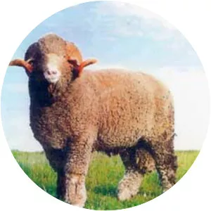 Rambouillet sheep