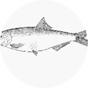 Ramnogaster arcuata - 