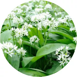 Ramsons
