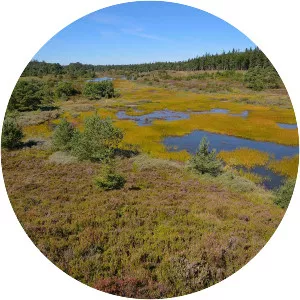 Randbøl Hede - Heath in Denmark