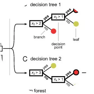 Random forest photograph