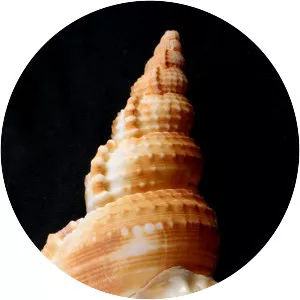 Ranella olearium - Animal