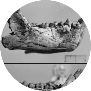Rangwapithecus - Primate
