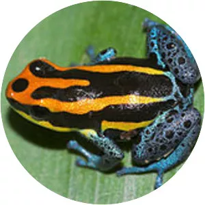 Ranitomeya amazonica