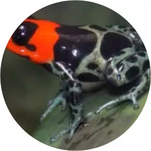 Ranitomeya benedicta - 