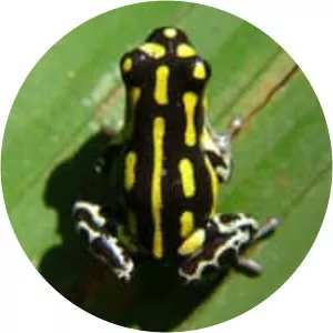 Ranitomeya flavovittata