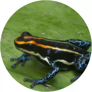 Ranitomeya uakarii - 