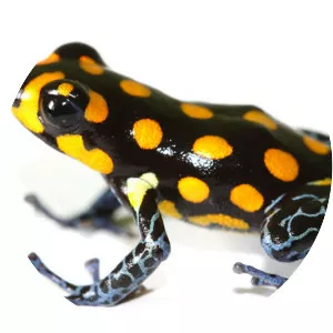 Ranitomeya vanzolinii