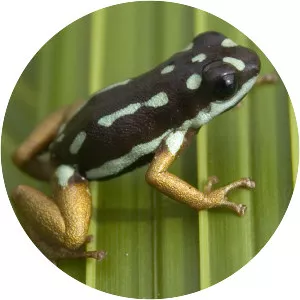 Ranitomeya yavaricola