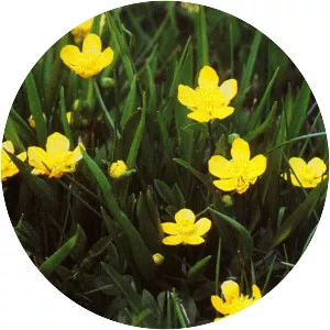 Ranunculus alismifolius