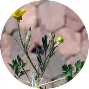 Ranunculus bulbosus
